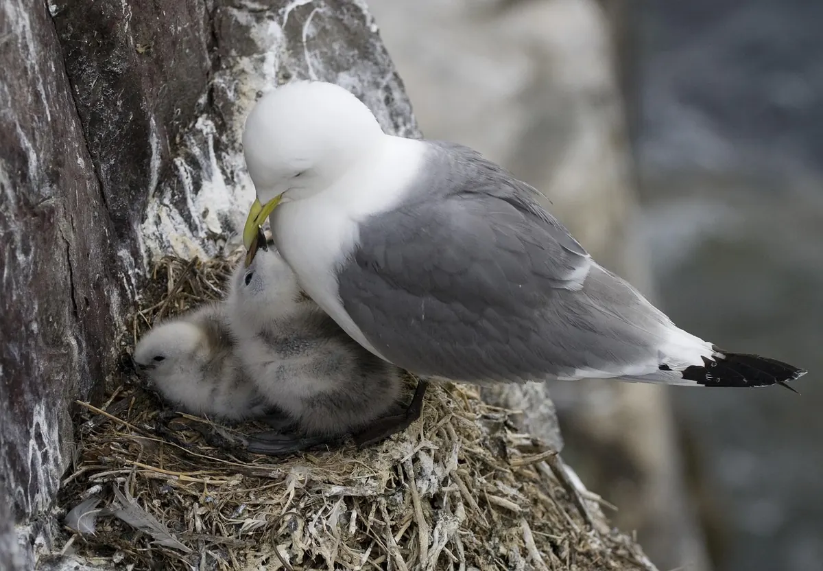 Autumn Coastal Migration: Where to Watch Birds Around the UK Coast