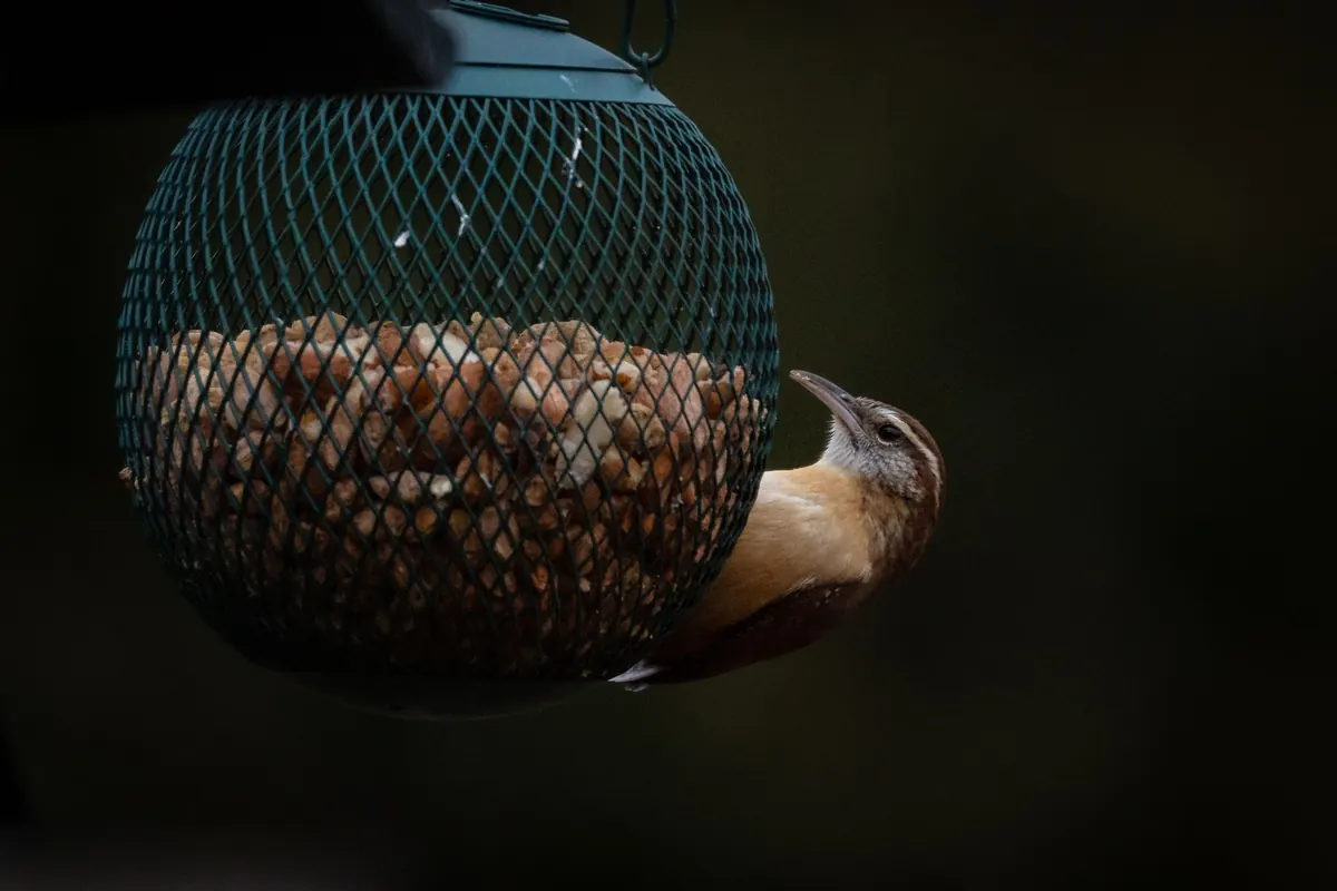 Best Bird Feeders Compared: Seed, Nyjer, Suet and Peanut for UK Gardens