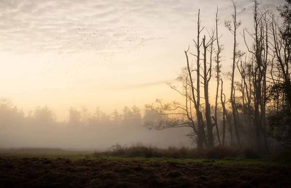 Dawn Chorus Explained: Why Birds Sing at Sunrise and How to Identify Five Common Calls