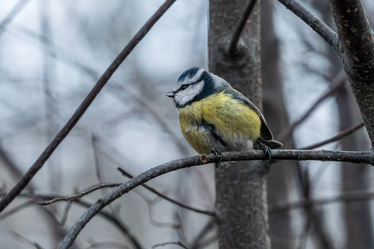 How to Identify British Tits: Blue, Great, Coal, Marsh and Willow