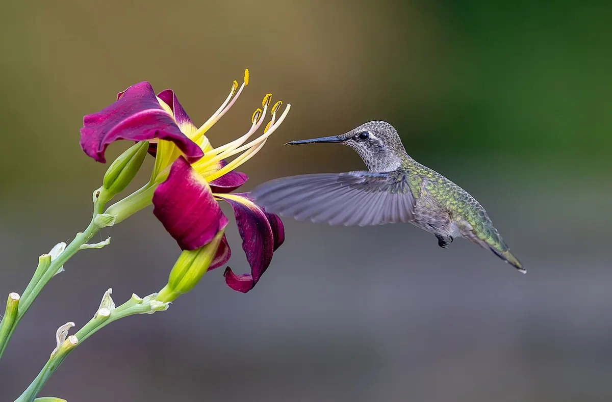 Should You Feed Birds All Year Round? A UK Guide to Seasonal Feeding