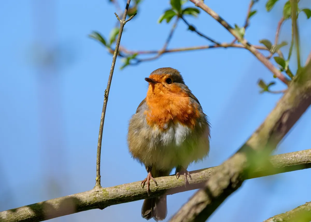 Spring Garden Bird Checklist: 20 Species to Look For in March, April and May